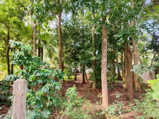 valuable-land-for-sale-in-a9-road-kekirawa